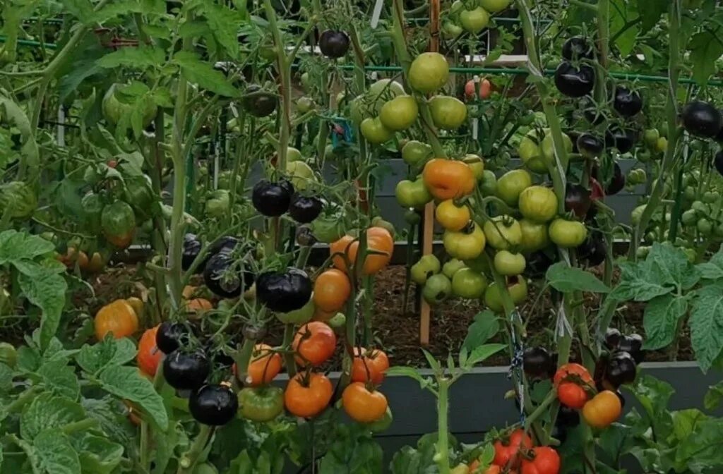 томат гогошар полосатый. теплица с помидорами. томат айвенго. ускоритель созревания томатов. томат тепличный крупноплодный.