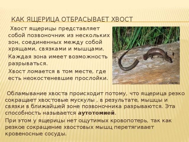 На что можно заменить союз да. Ни к чему суета - мы с тобою решили. Мотивирующие цитаты. Ящерица прыткая тритон. Ящерица прыткая тритон.