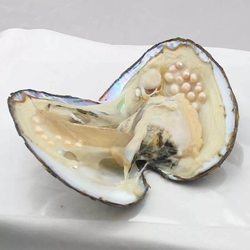 Жемчуг моллюска тридакны. Жемчужница обыкновенная. Жемчужница моллюск. Устрица с жемчужиной. Жемчужница моллюск жемчуг.