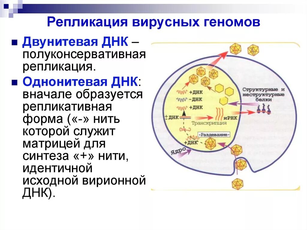 Рнк геномные вирусы. Репликация вируса схема. Особенности репликации вирусных ДНК. Репликация ДНК содержащих вирусов схема. Особенности репликации ДНК содержащих вирусов.