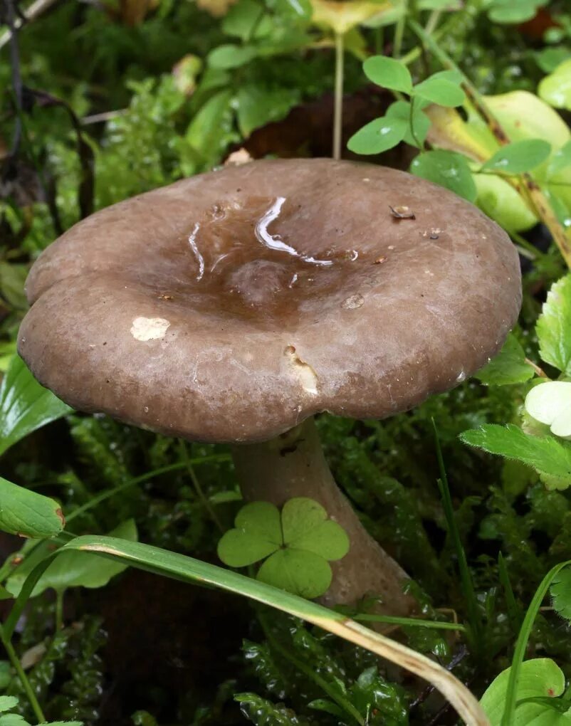 Гриб темно коричневая шляпка. Серые грибы съедобные. Коричневый гриб. Серовато коричневые грибы. Грибы серого цвета.