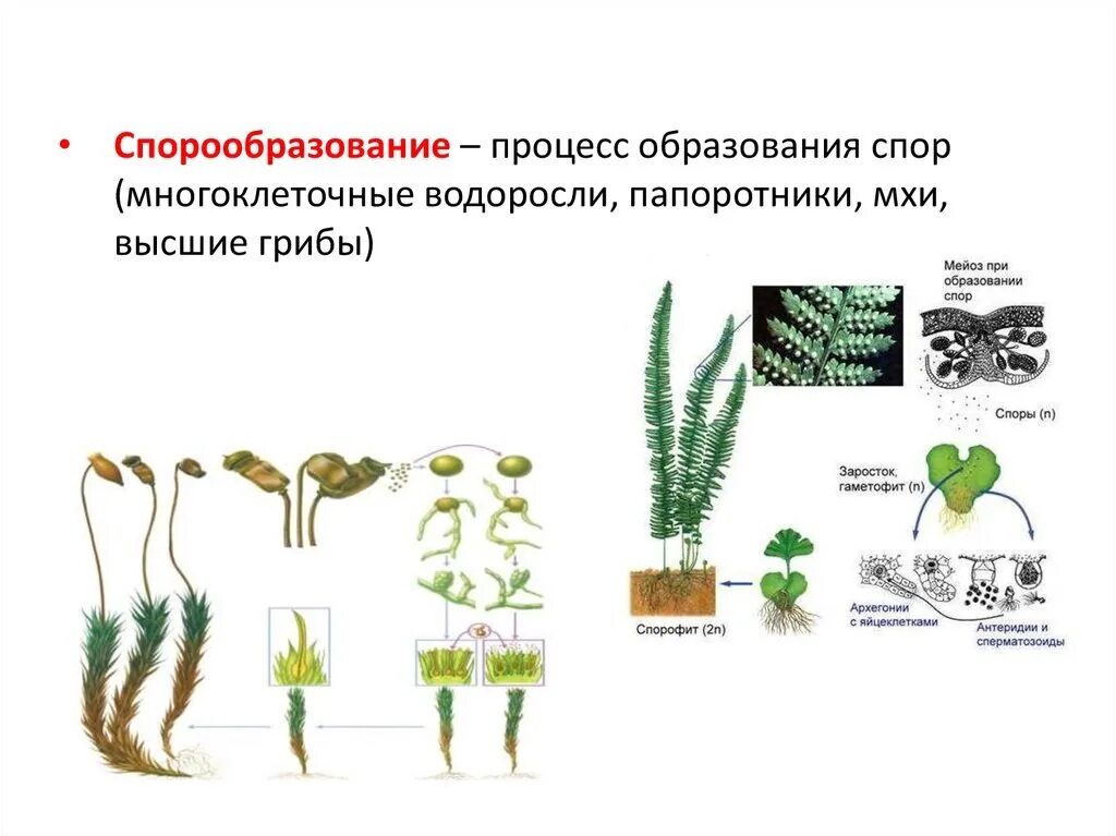 Размножение мхов лишайников папоротников. Спорообразование размножение растений. Спорообразование у споровых растений. Размножение водорослей мхов и папоротников 6 класс. Спорообразование мейоз