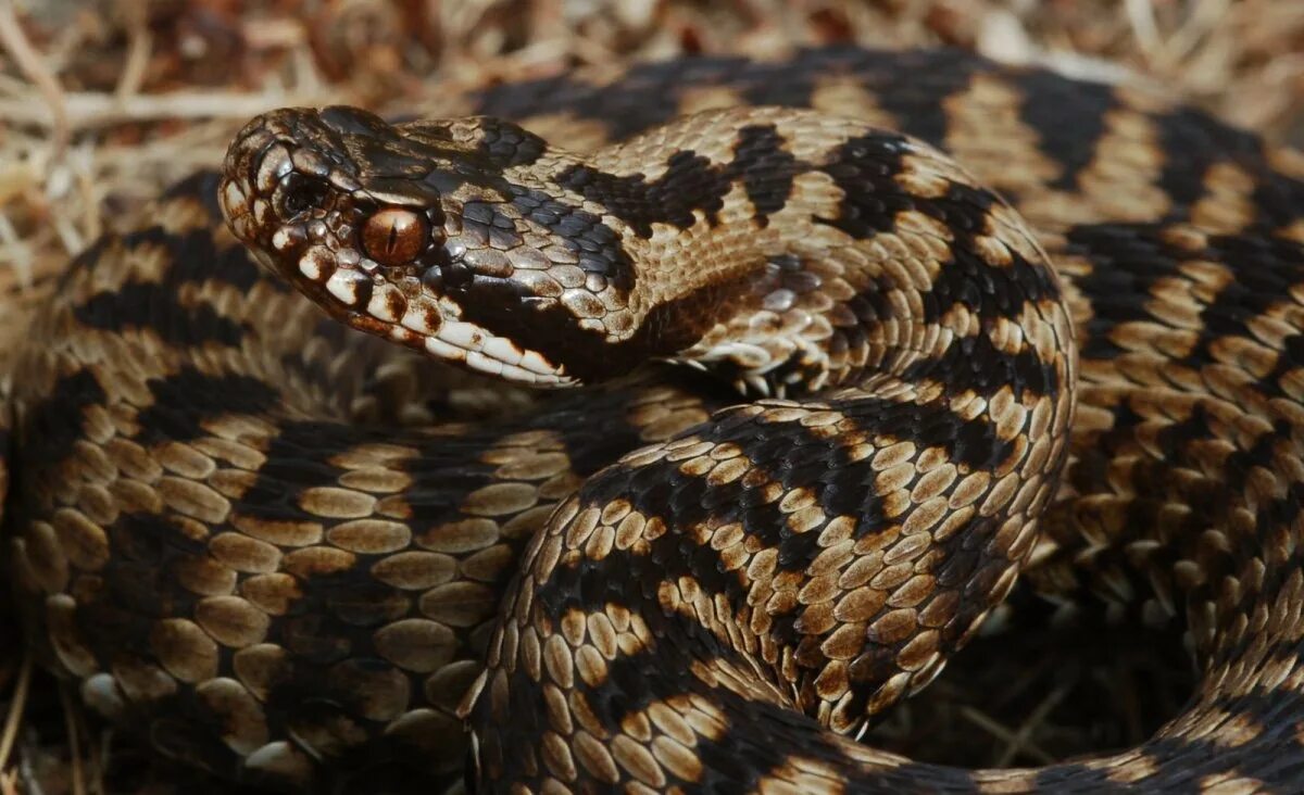 Фото гадюки. Обыкновенная гадюка (Vipera berus). Змея гадюка ядовитая. Гадюка шахматная ядовитая. Ядовитая змея гадюка обыкновенная.