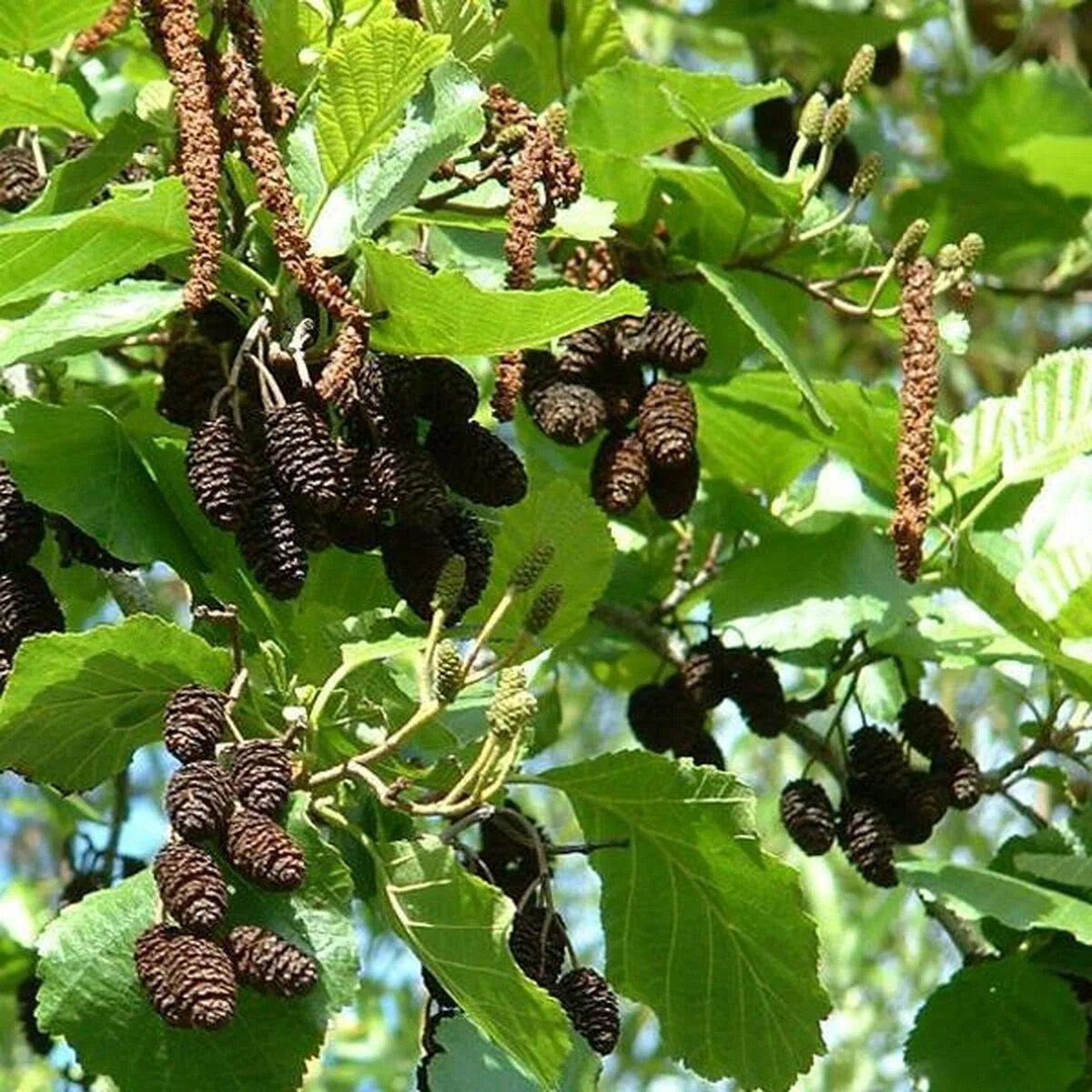 Ольха белоруссии. Ольха черная крона. alnus glutinosa. ольха бородатая. ольха черная клейкая.