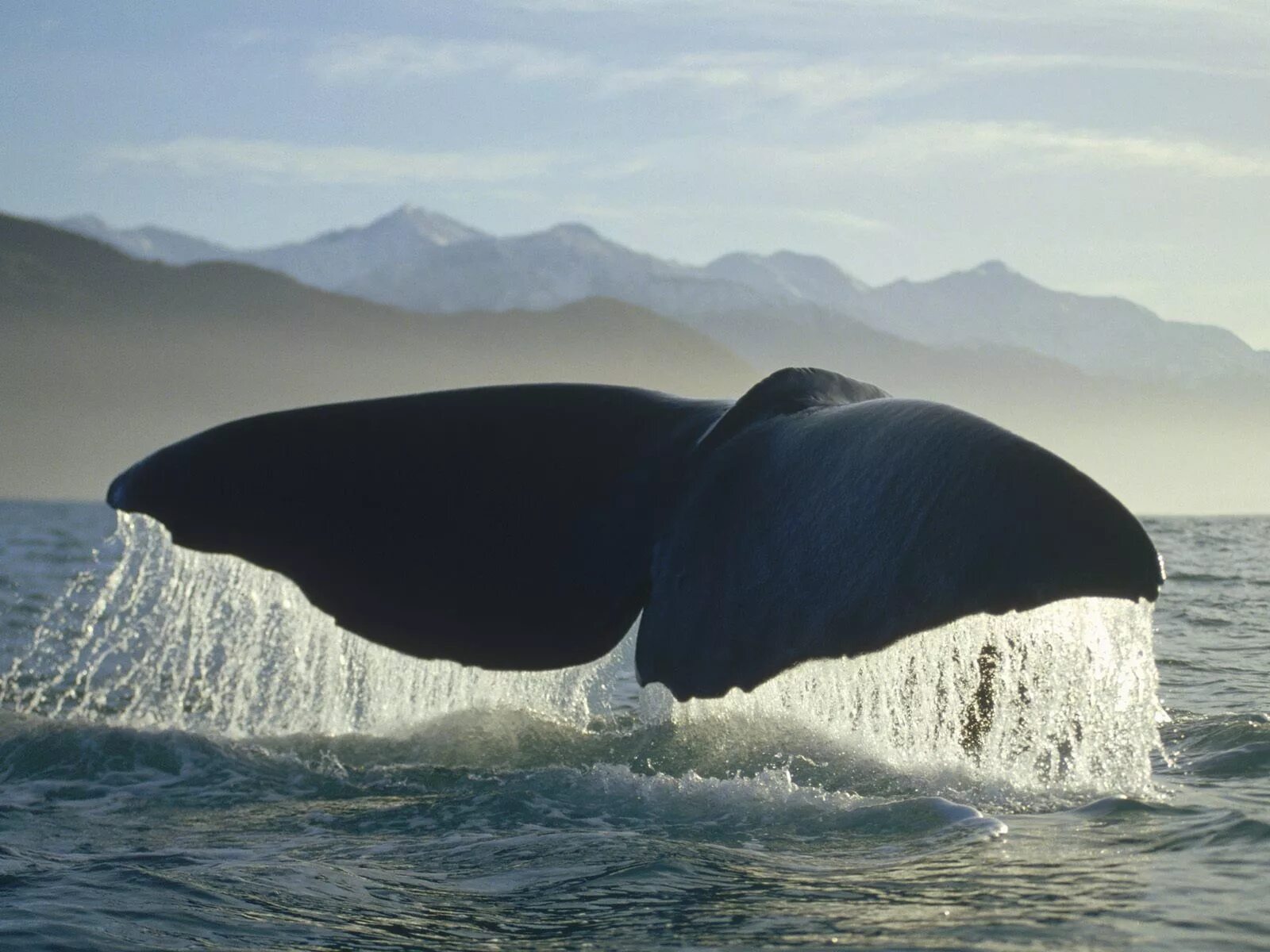 Кит Кашалот Касатка. Гренландский кит. Кит 52 Герца.