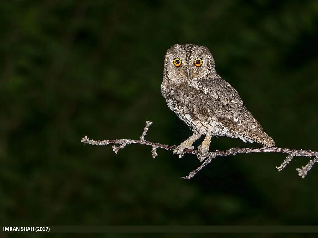 Otus basic