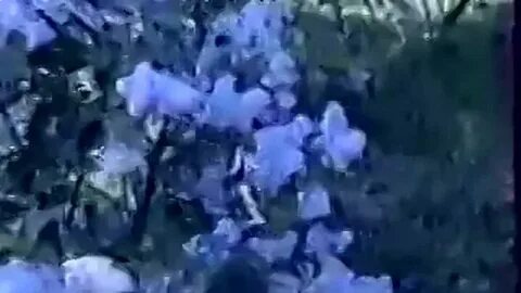 Песни пели по городу запах сирени