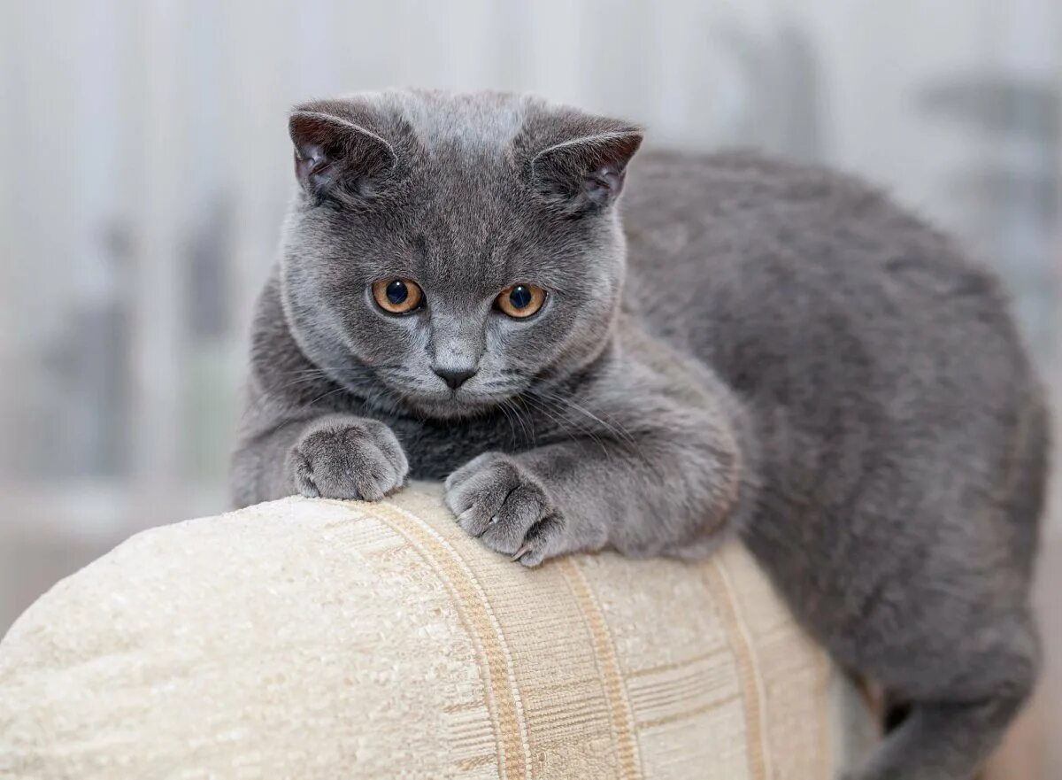 Породы кошек серая британская. Британская короткошёрстная кошка. Британский короткошерстный кот серый. Британская короткошёрстная British Shorthair. Британский короткошерстный кот голубой.