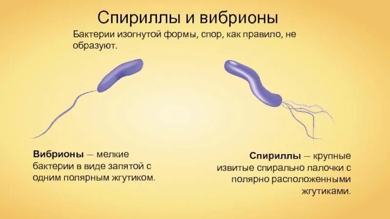 Бактерии изогнутой формы носят название. Строение бактерии вибрионы. Строение бактерии спириллы. Вибрионы и спириллы. Вибрионы и палочки бактерии.