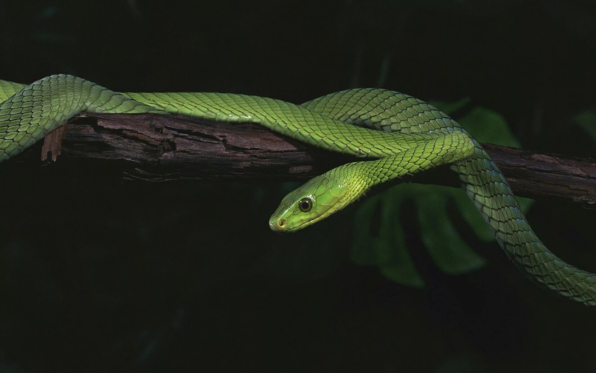 Snake class