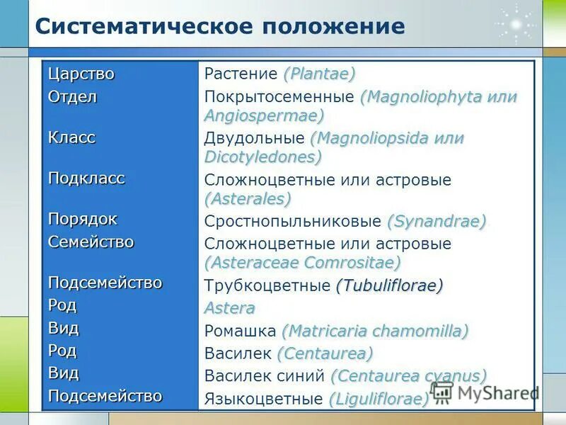 Систематическое положение сосны сибирской фото - Arhids.ru