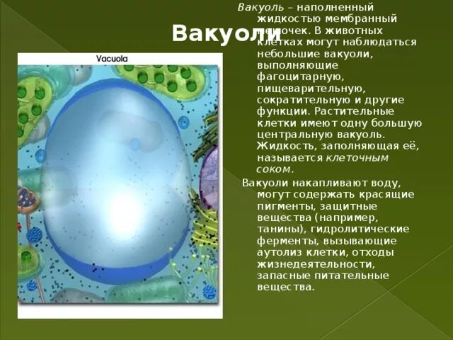 Вакуоль. Строение вакуоли. Растительная вакуоль. Крупные вакуоли. Имеет вакуоли с клеточным соком