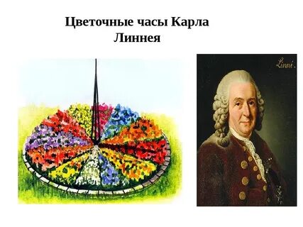 Кто создал цветы