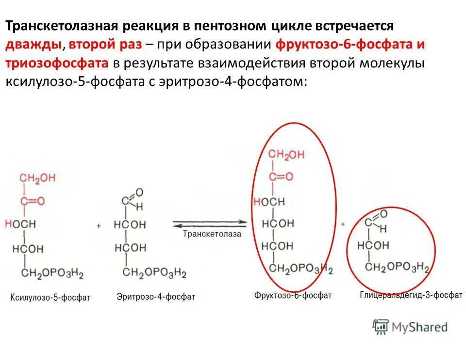 окисление триглицеридов биохимия. диоксиацетонфосфат из глицерина. окислительное декарбоксилирование. глицерофосфат биологическая роль. альфа глицерофосфат в диоксиацетонфосфат.