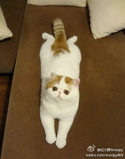 Как выглядят японские коты Pin de Teresa Harmon en Cats Animales bonitos, Gatos, Gato exotico