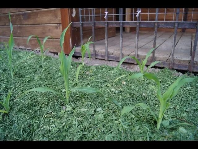 Как посадить кукурузу в огороде в открытый. Пасынки у кукурузы. Рассада кукурузы. Кукуруза в огороде. Всходы кукурузы.
