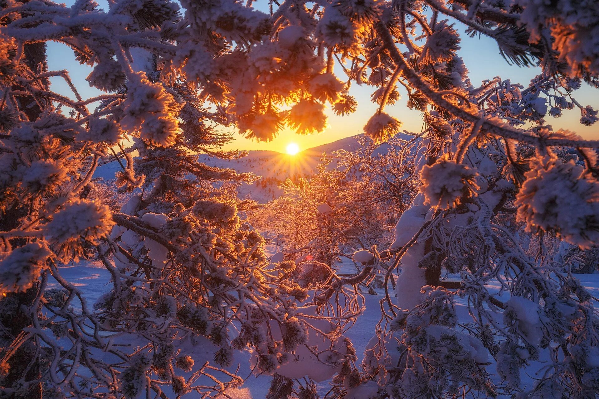 Где морозы и ели. Иней на ветках деревьев. Зима солнце. Зимний закат. Иней на деревьях.