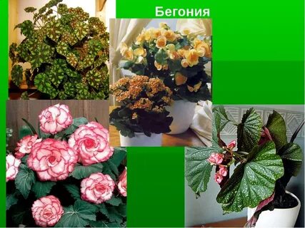 Из какой страны бегония