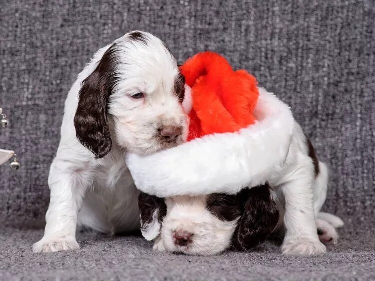 Ch go. Бернский зенненхунд новогодний. Щенки лабрадора 1. Английский спаниель спринг гладкошёрсткий. Гауда сырная тарелка.