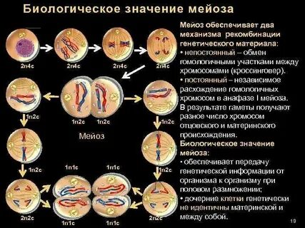 Происходит кроссинговер митоз и мейоз