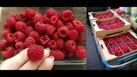 Урожайность маравиллы