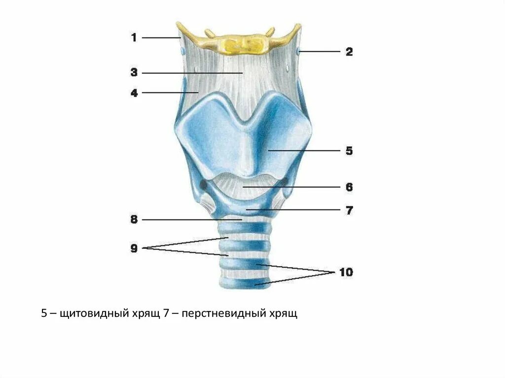 Укажите хрящи гортани. Перстневидный хрящ анатомия гортани. Перстневидный хрящ строение анатомия. Щитовидный хрящ и перстневидный хрящ. Щитовидный хрящ гортани анатомия.
