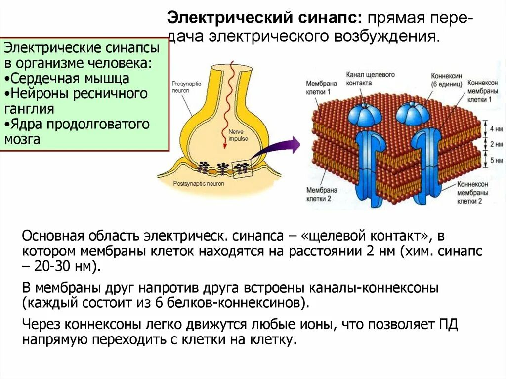 Между клетками есть. Щелевой контакт электрического синапса. Электрический синапс (эфапс). Строение электрического синапса. Структура электрического синапса.