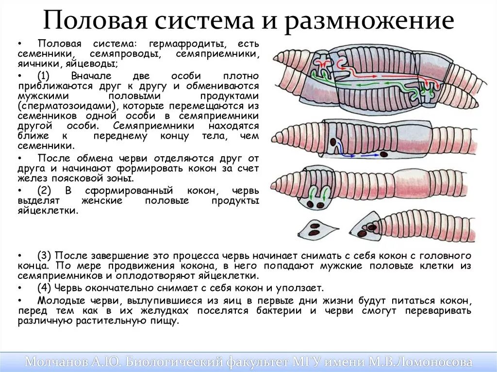 Кольчатые черви половая