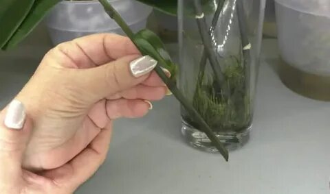Можно ли из листа вырастить