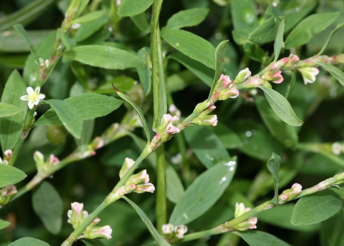 Горец птичий спорыш. Спорыш (Горец птичий) трава. Горец птичий (Polygonum aviculare). Горец птичий (спорыш) (Polygonum aviculare).