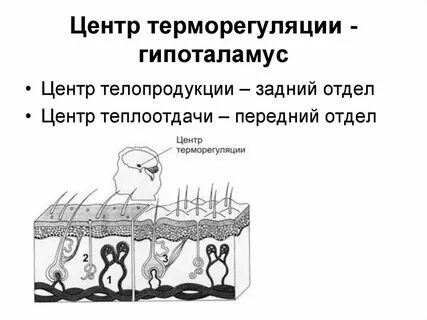 Центр терморегуляции гипоталамуса