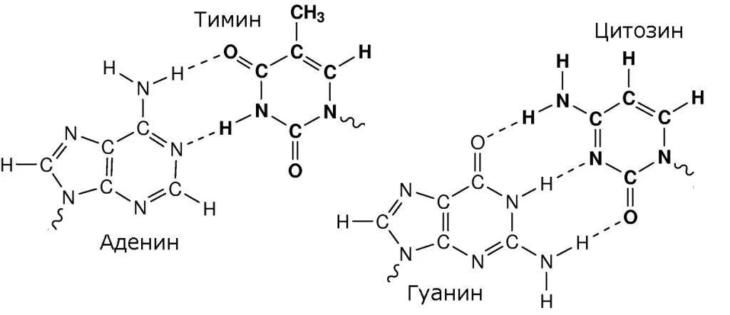 Водородные между азотистыми основаниями. Образование водородных связей между азотистыми основаниями. Водородные связи между азотистыми основаниями. Связи между комплементарными азотистыми основаниями. Азотистые основания ДНК водородные связи.