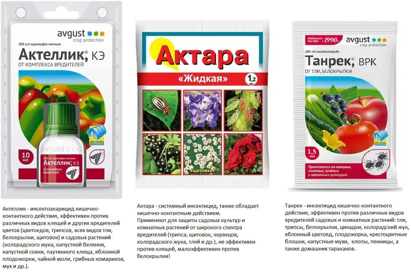 Средство против 3. Препарат Актеллик, КЭ. От щитовки для комнатных растений препарат. Препараты от трипсов Актара. Ядохимикаты Актеллик.