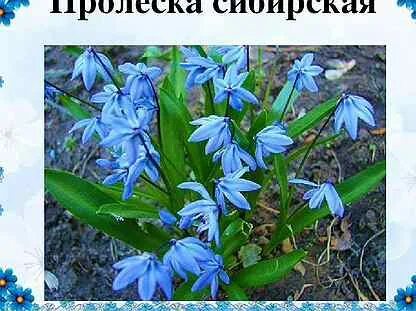 Пролеска фото 3 класс окружающий мир Пролеска Сибирская Фото 3 Фото