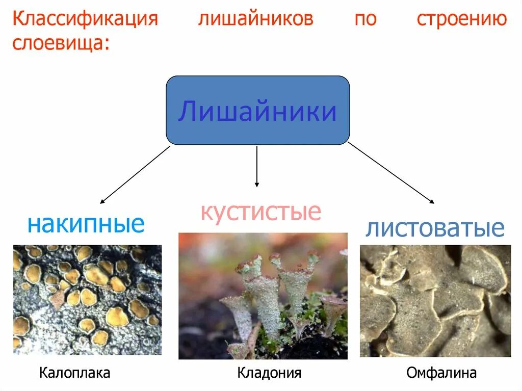 Классификация накипные лишайники. Накипное слоевище лишайника. Накипные лишайники строение. Лишайники накипные кустистые.