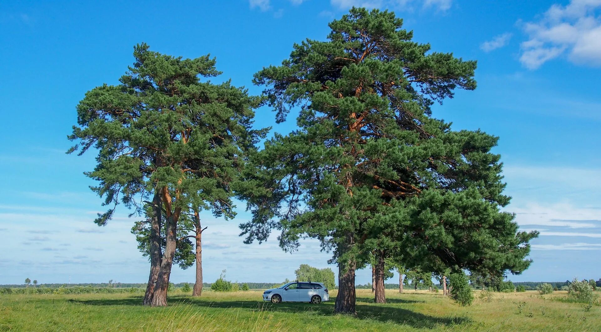 Село хвойный. Три сосны Тюмень Каменка. Одинокая сосна Белокуриха. Сосны Каменка Тюмень. Вековая сосна Белокуриха.