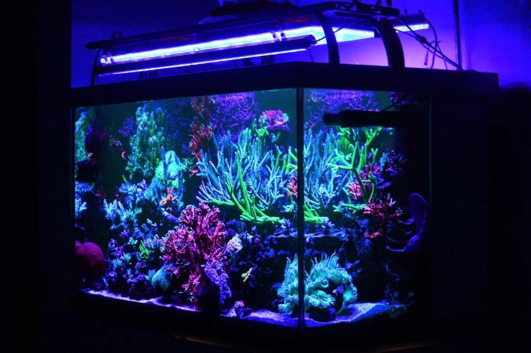 Аквариум led освещение. Aquarium led blue rs-f90. reef bar led light для рифа. светильник laqual led aquarium light lq5730led-90. smart aquarium light led gr-75.