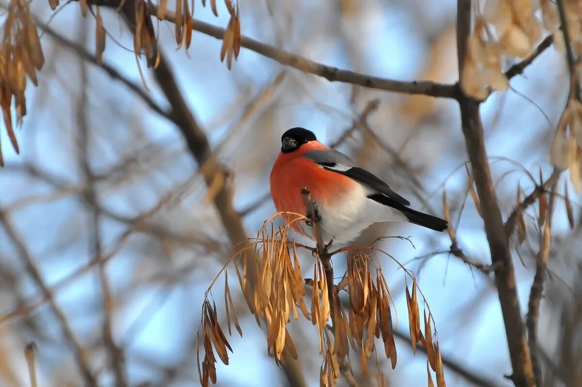 снегири москва. снегирь 2023. снегирь птица зимой. снегири прилетели. снегири москва.