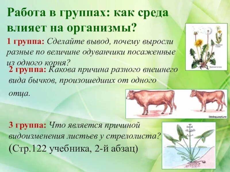 Приведите примеры влияния среды на проявление признака. Качественные признаки примеры. Влияние природы на общество. Понятие приспособленности. Роль генотипа и среды в формировании фенотипа.