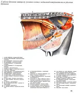 2 брюшная мышца