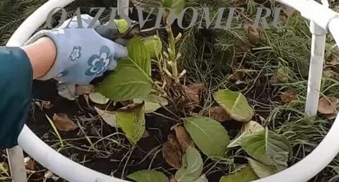 Когда укрывать гортензию метельчатую на зиму