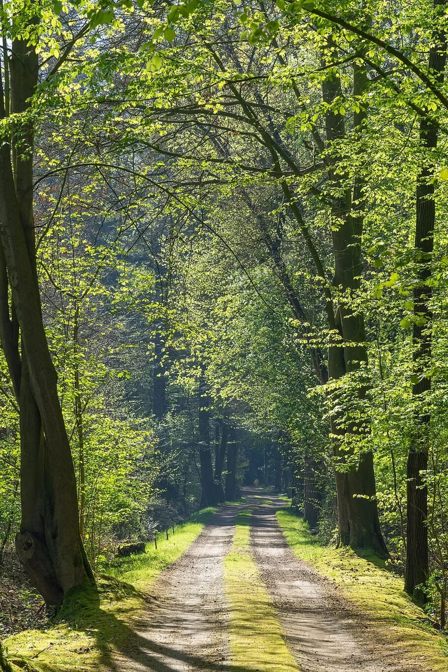Forest paths