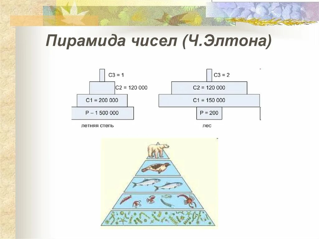 Экологическая пирамида численности. Экологическая пирамида Элтона. Экологическая пирамида биомассы Перевернутая. Пирамида чисел Элтона.