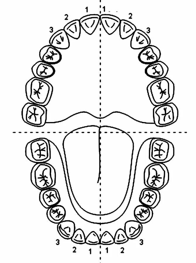 Нумерация зубов в стоматологии схема у взрослых. Зубной ряд верхней челюсти нумерация. Схема зубов верхней и нижней челюсти. Строение и нумерация зубов в стоматологии. Строение зубов зубная формула анатомия.