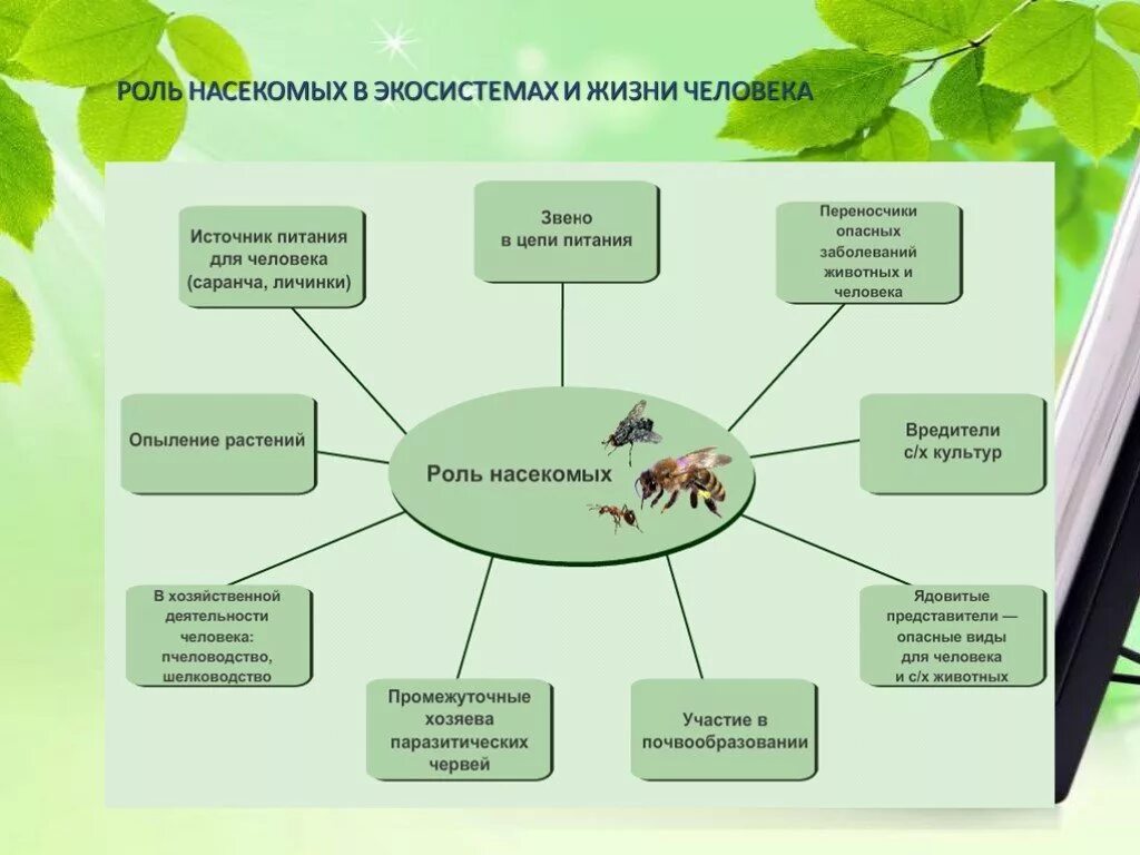 Описание роли в экосистеме. Роль насекомых в экосистемах. Роль насекомых в экосистемах и жизни человека. Экологическая ролт насекомых. Значение класса насекомых.