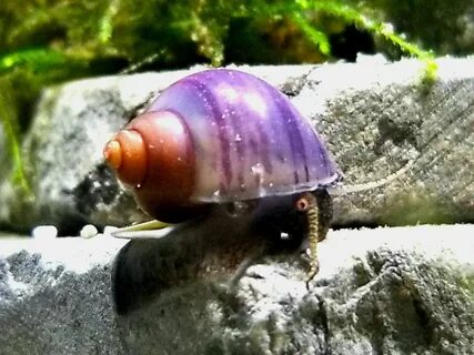 Purple Mystery Snail Mystery snail, Snail, Mystery snails.