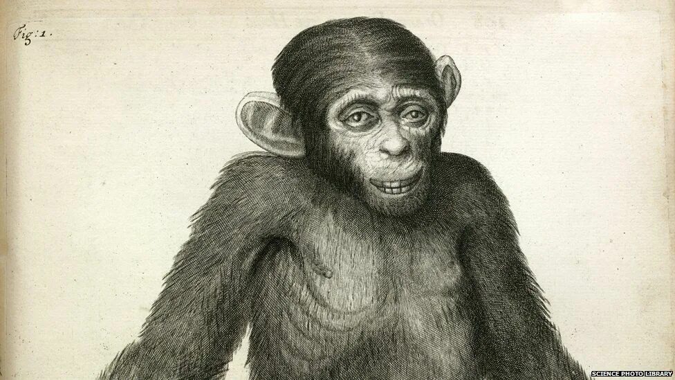 A chimp can перевод. Анатомия обезьяны. Анатомия шимпанзе. Сердце обезьяны анатомия.