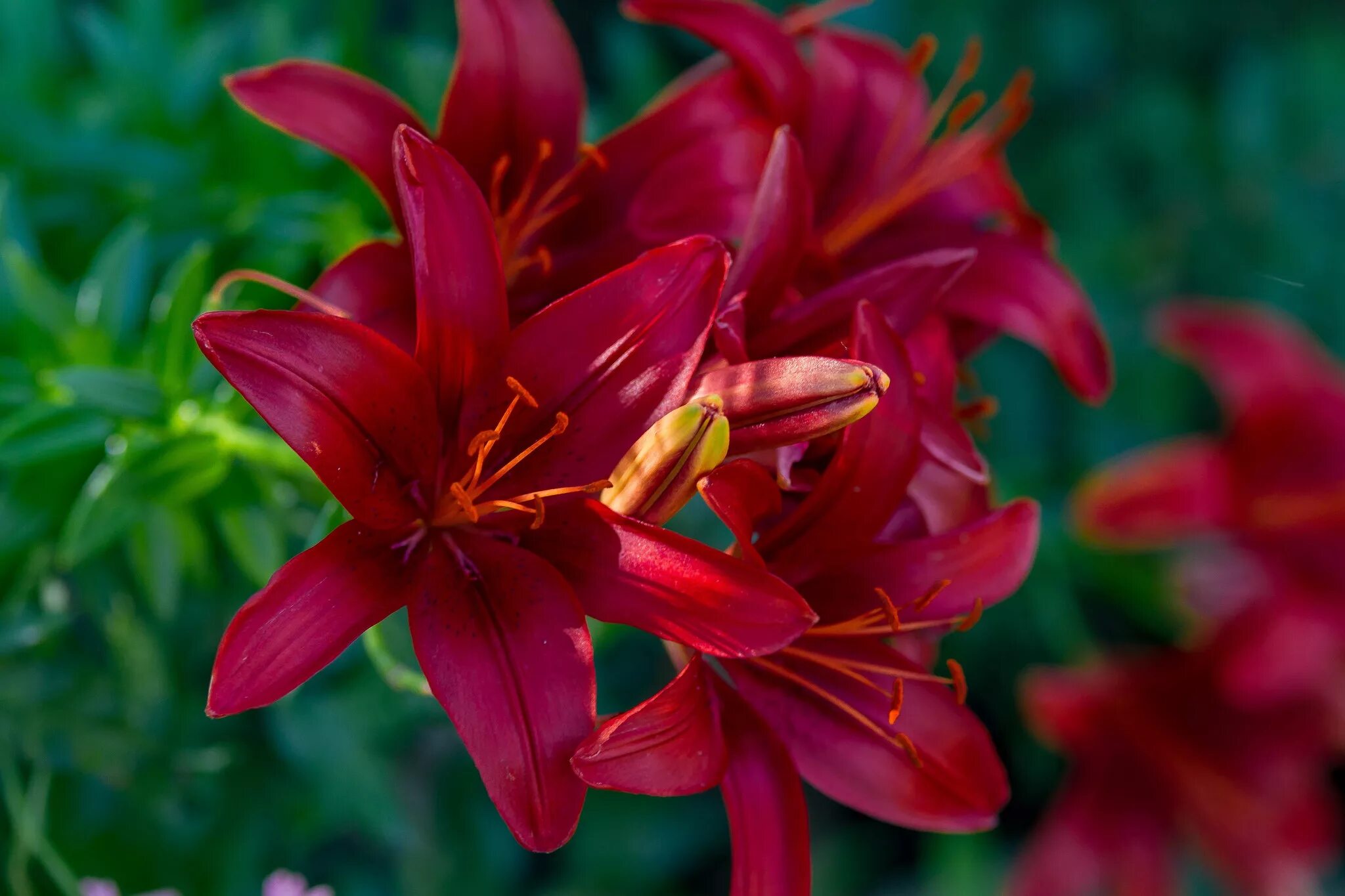 Free Images : nature, petal, red, botany, flora, gentle, fragrance, daylily, gla