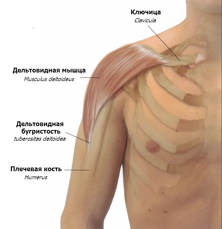 Дельтовидная мышца плеча анатомия. Мышцы под ключицей. Плечо и предплечье у человека. Строение груди и ключиц. Внутренняя поверхность плеча