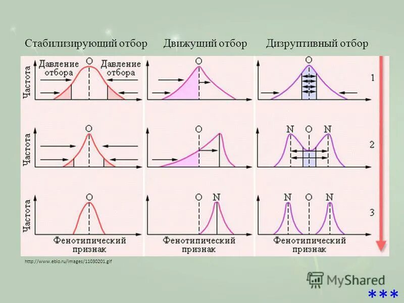 Стабилизирующая форма отбора результат